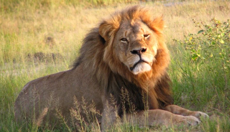 photo_lion_Grand.jpg