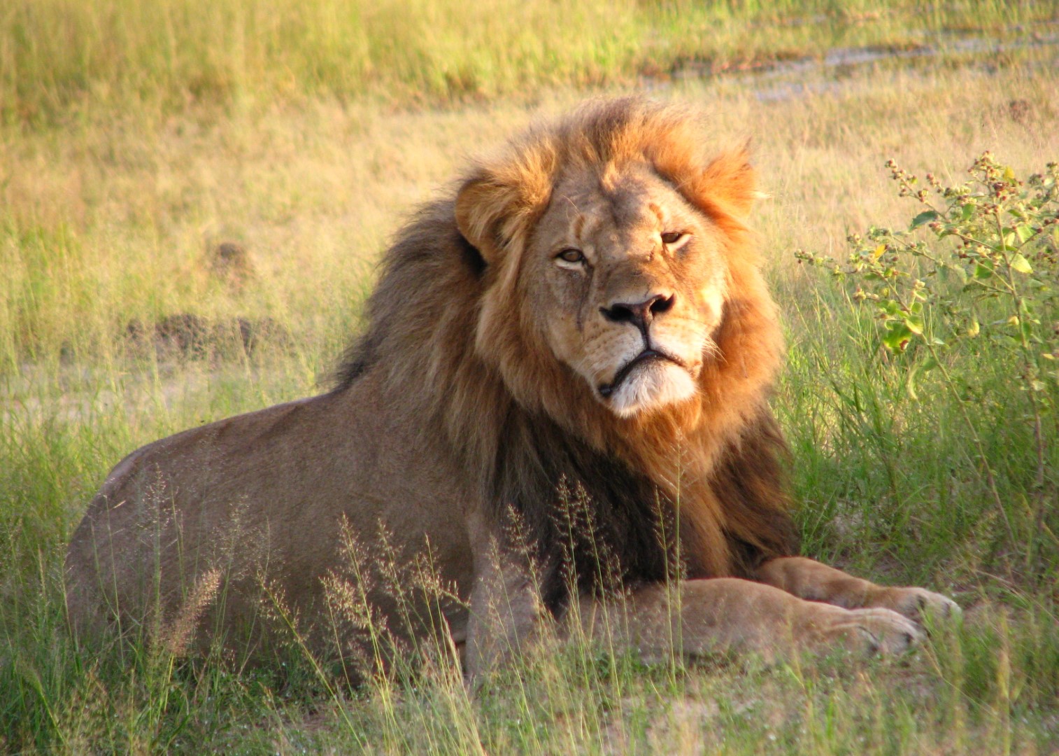 photo_lion_Grand.jpg