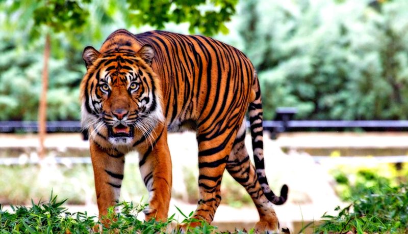 photo_tigre.jpg