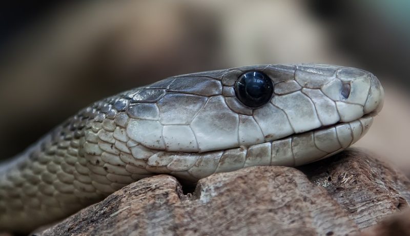black-mamba-653644_960_720.jpg