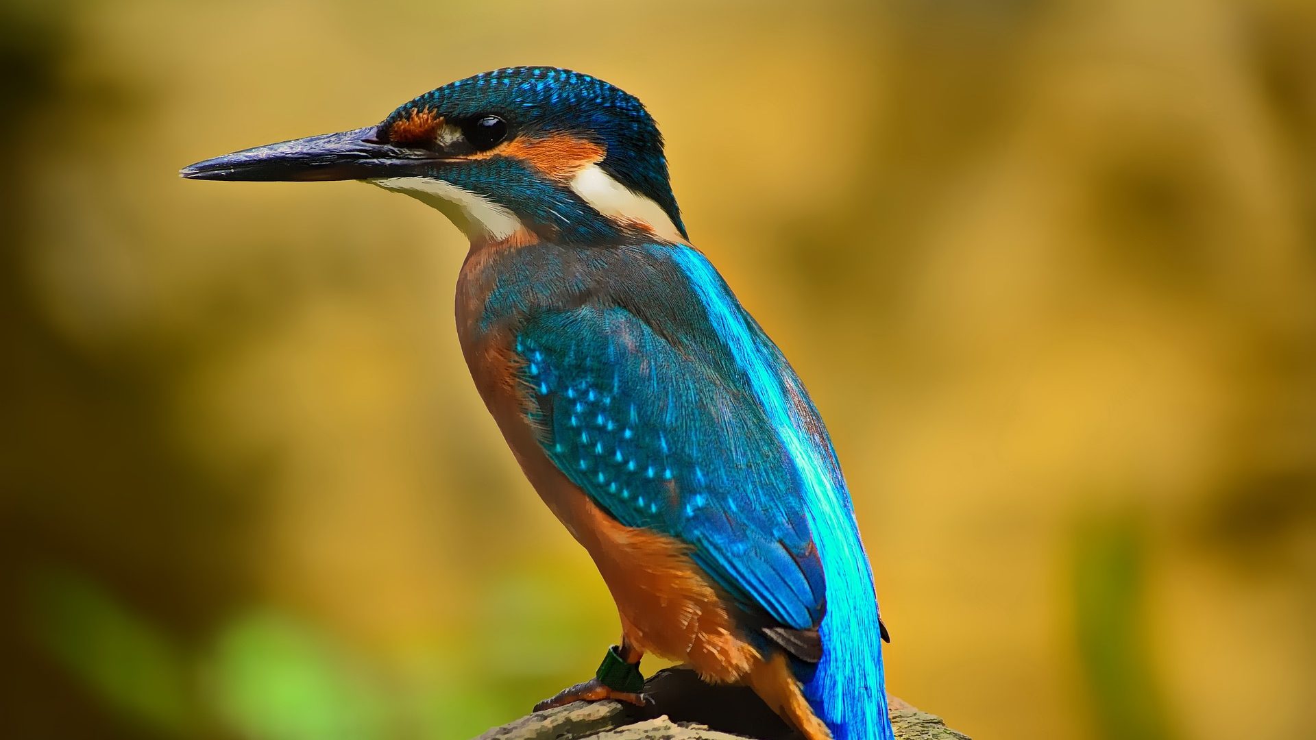 L'image montre un magnifique oiseau perché sur une branche. Il s'agit d'un martin-pêcheur, reconnaissable à ses couleurs vives. Voici une description détaillée de l'oiseau : Plumage : Le plumage du martin-pêcheur est éclatant. Les plumes sur son dos et ses ailes sont d'un bleu vif et intense, tandis que sa poitrine et son ventre sont d'un orange brûlé profond. Bec : L'oiseau a un bec long, droit et pointu, typique des martin-pêcheurs, qui est idéal pour attraper des poissons. Tête : La tête du martin-pêcheur présente une teinte bleue foncée, avec une tache orange autour de l'œil et une bande blanche sous la gorge. Environnement : L'arrière-plan de l'image est flou, mettant en évidence l'oiseau. Les couleurs de l'arrière-plan sont majoritairement jaunes et vertes, suggérant un environnement naturel, possiblement près de l'eau. Cette image capture la beauté et les détails fascinants du martin-pêcheur, mettant en valeur ses couleurs vibrantes et son apparence élégante.