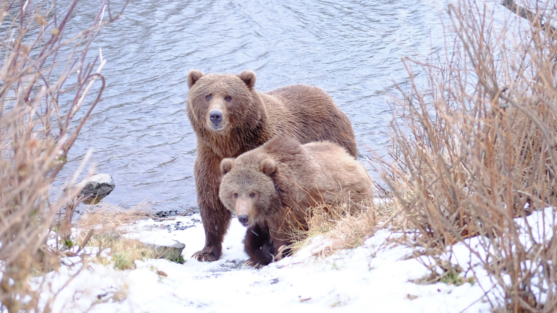 L'image montre deux ours bruns marchant sur un sentier enneigé, près d'une rivière. L'ours à l'arrière est plus grand et semble être un adulte, tandis que l'ours à l'avant est plus petit et pourrait être un ourson. Le paysage environnant est composé de végétation clairsemée, de buissons et de neige couvrant le sol. La rivière à l'arrière-plan a un courant calme. Les ours regardent dans la direction de l'objectif de la caméra, ce qui donne l'impression qu'ils sont conscients de la présence du photographe.