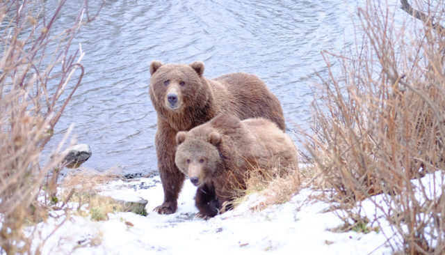 L'image montre deux ours bruns marchant sur un sentier enneigé, près d'une rivière. L'ours à l'arrière est plus grand et semble être un adulte, tandis que l'ours à l'avant est plus petit et pourrait être un ourson. Le paysage environnant est composé de végétation clairsemée, de buissons et de neige couvrant le sol. La rivière à l'arrière-plan a un courant calme. Les ours regardent dans la direction de l'objectif de la caméra, ce qui donne l'impression qu'ils sont conscients de la présence du photographe.