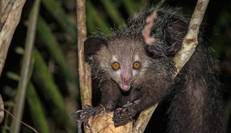 Un Aye-Aye accroché sur les branches