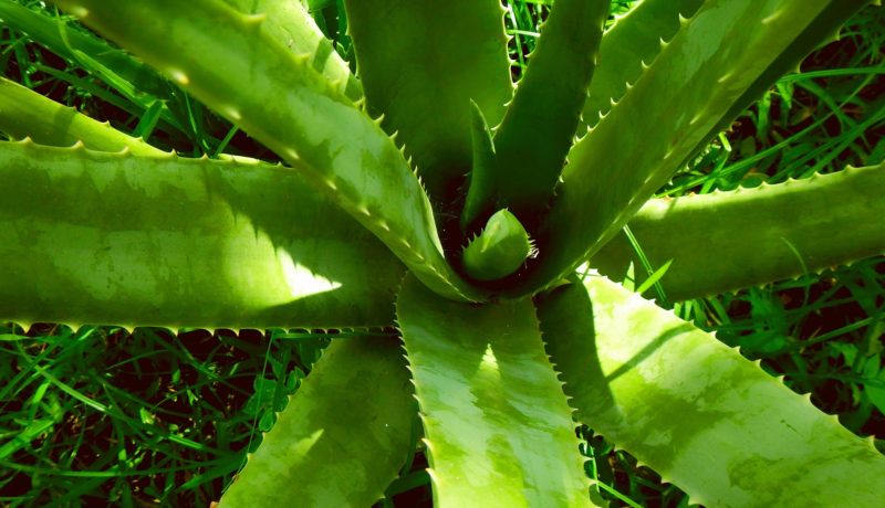 Aloe vera
