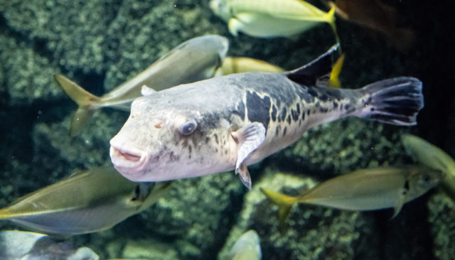 poisson fugu