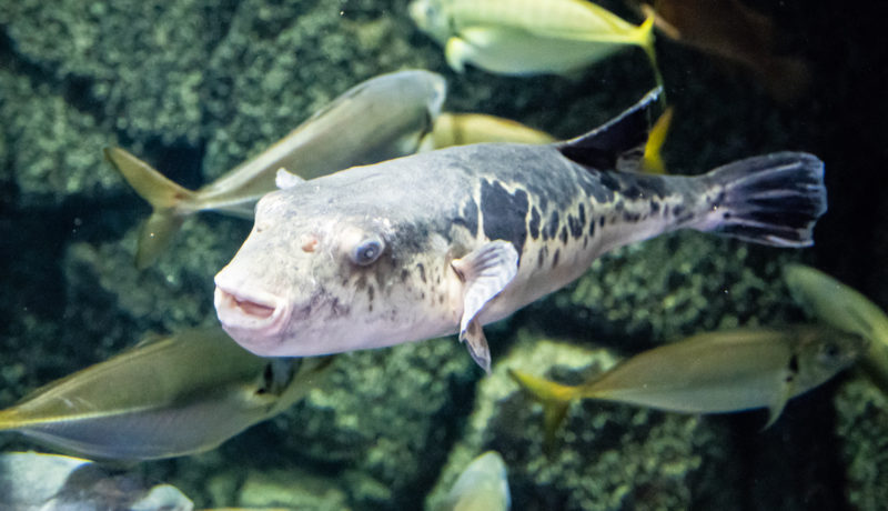 poisson fugu