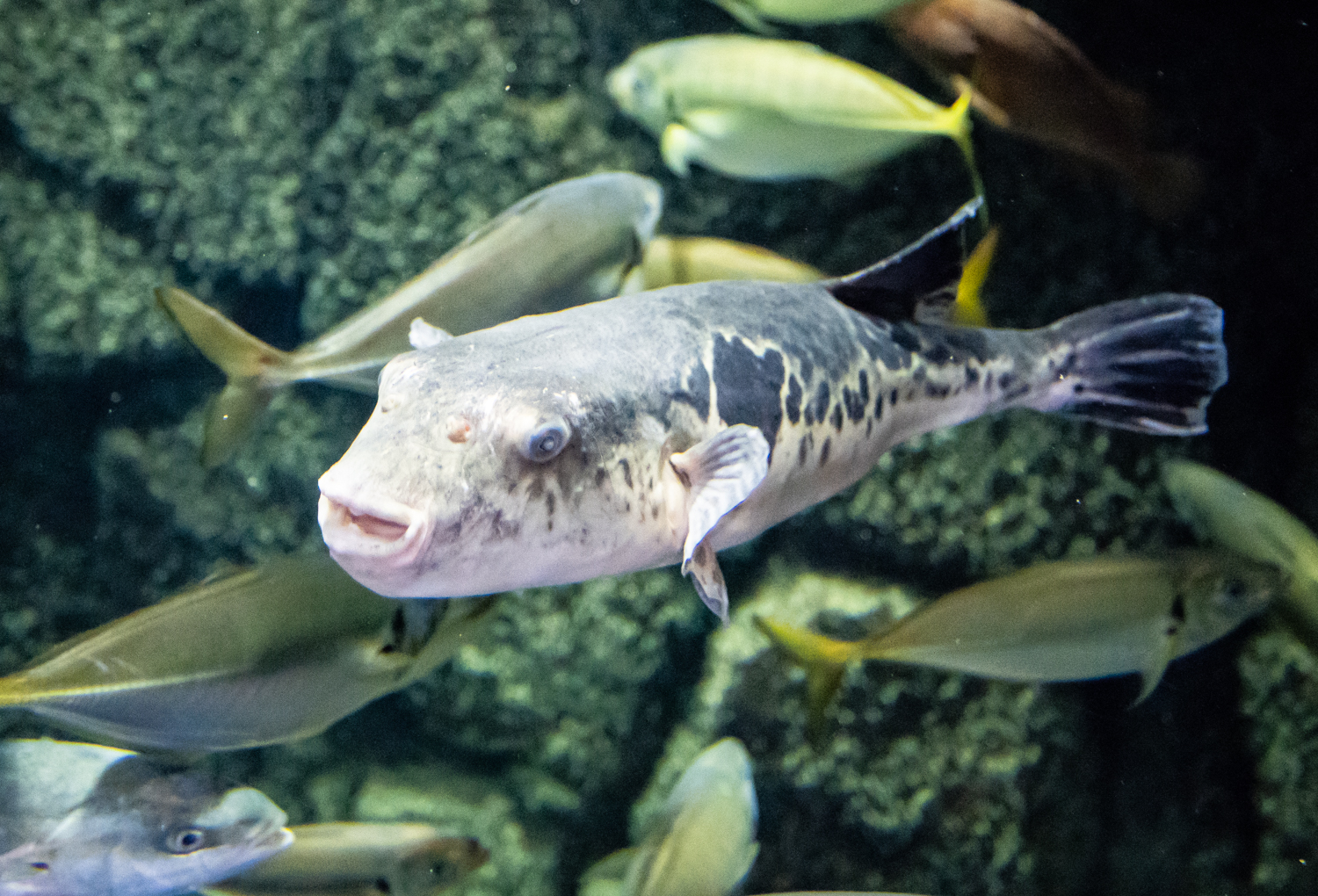 poisson fugu
