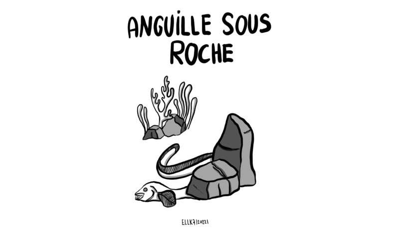 Anguille sous roche © Lio Keizer